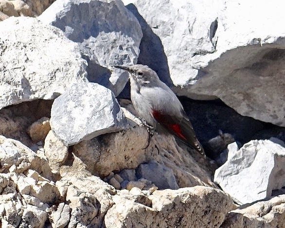 wallcreeper